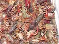 Guy Fanguy - Artist - Photographer - Guy Fanguy - Crawfish - Louisiana (1).jpg Size: 149229 - 1